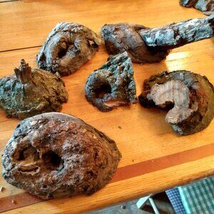 6 All Natural Real Wood Tree Burls Knots Fairy Garden Art Rustic Decor Crafts